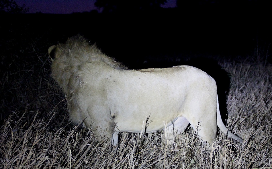Night Game Drive, L&ouml;wen im Lumo Conservancy